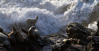 sea lions