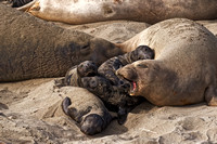 elephant seals