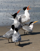 elegant terns