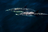 dolphins surfing