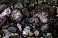 intertidal